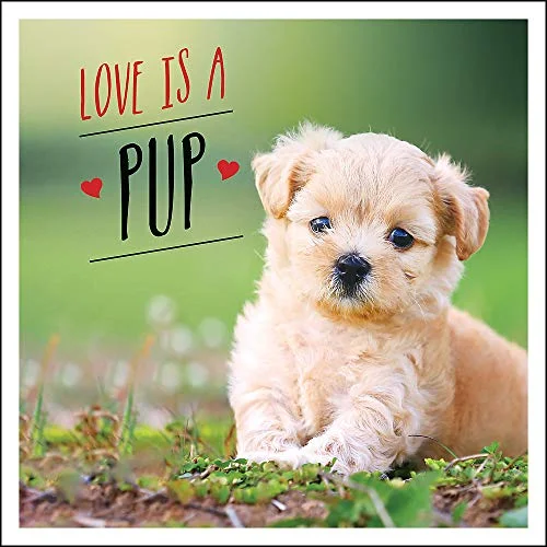 - Automatic induction pet water dispenserLove Is a Pup Book