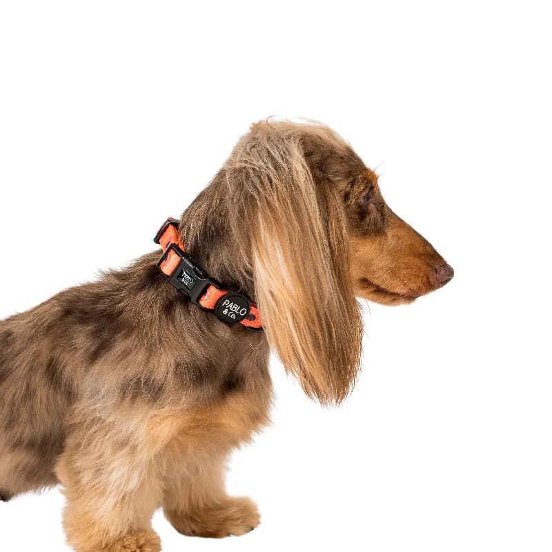  -Explosion-proof leash FOR LARGE dogsBark Club: Collar