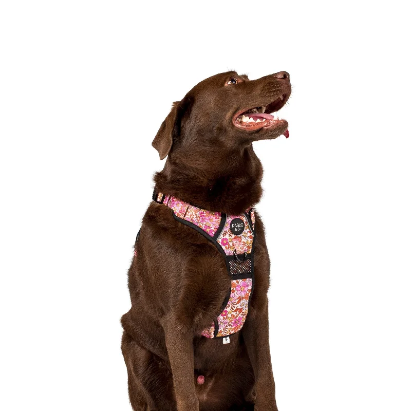 - Pet diabetes prescription foodPink Posies: No Pull Adventure Harness